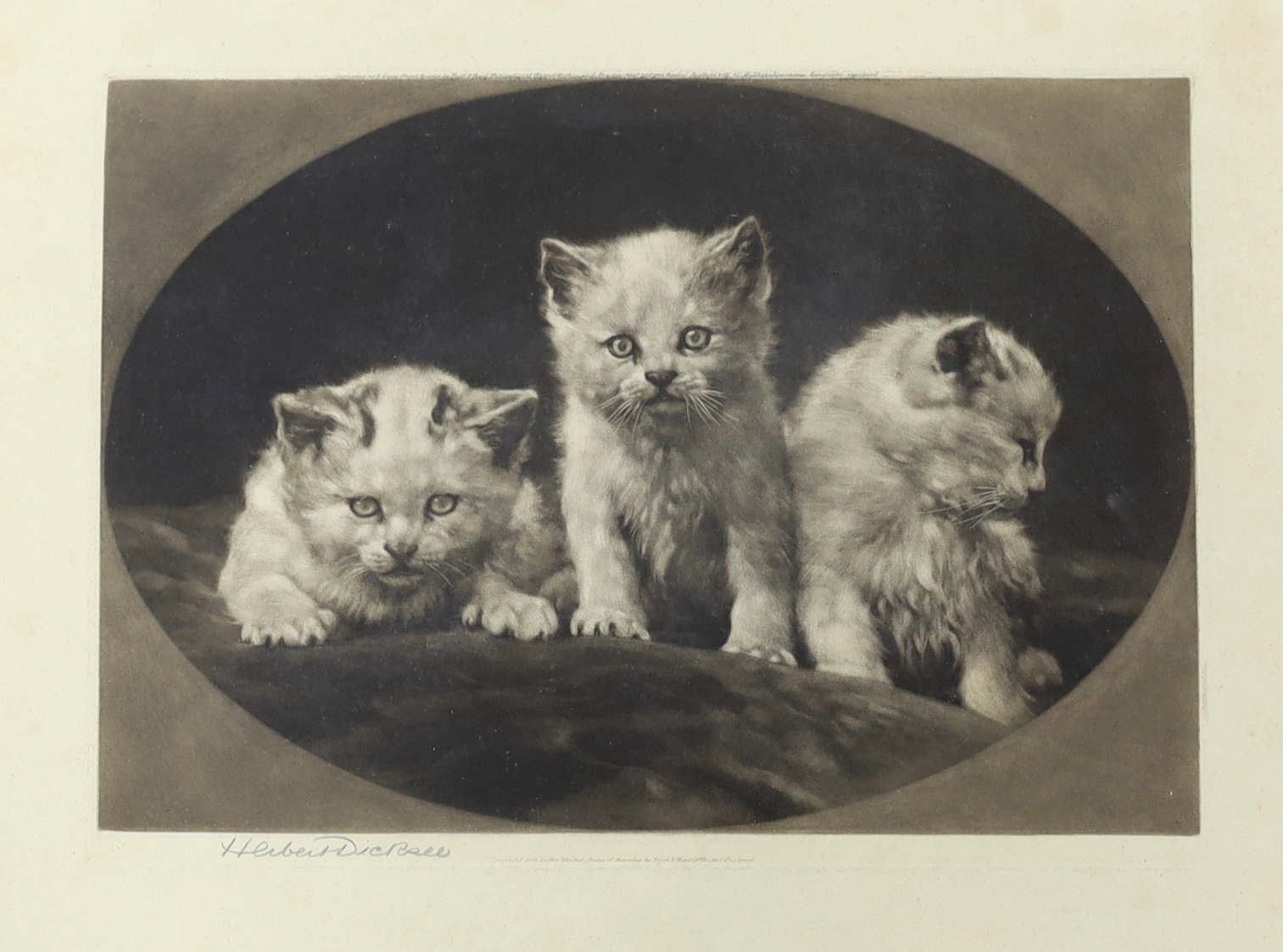 Herbert Dicksee (1862-1942), etching, Kittens, signed in pencil, publ. 1903, 36 x 47cm